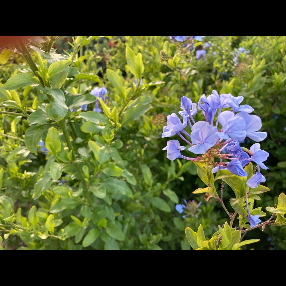 Meet your Posher, Thalia